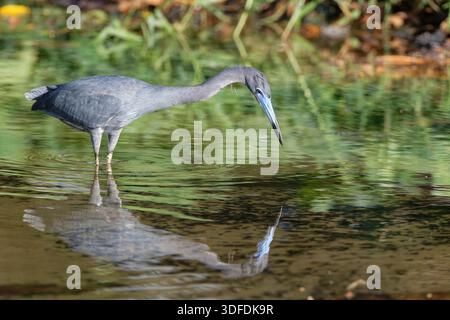Little blue heron (Egretta caerulea) hunting fish in a small stream, Tobago, West Indies, March. Stock Photo