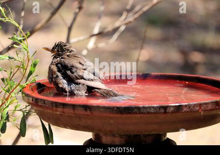 Juvenile Common Blackbird (Turdus merula) bathing, South Australia Stock Photo