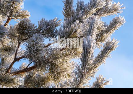 Pine branches covered in thick hoarfrost, illuminated by soft winter sunlight against a clear blue sky. Detailed frost patterns and sparkling crystals Stock Photo