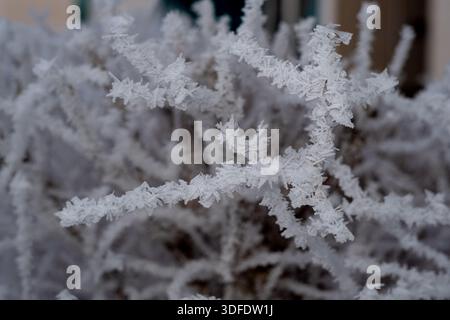 Close-up of delicate hoarfrost crystals covering branches, sparkling in soft winter light. Detailed frost texture on branches against a blurred back Stock Photo