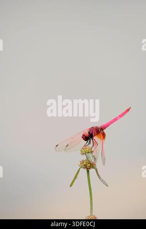 Red dragonfly is resting on the flower Stock Photo