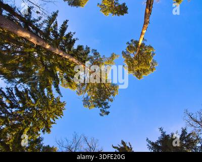 Looking Up Into Forest Canopy Under Blue Sky Stock Photo