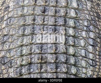 Crocodile skin close up. Detail of alligator leather Stock Photo