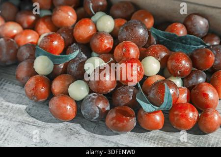 On the wooden surface of the table a lot of ripe red and yellow plums. Presented in close-up Stock Photo