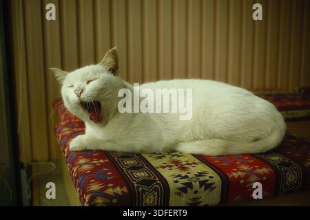 a white domestic cat yawning while resting on a colorful patterned cushion Stock Photo