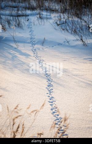 Selective focus photo. Sunny and beautiful winter day in countryside. Stock Photo
