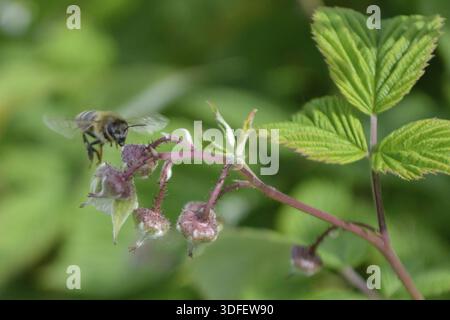 Honeybee flying to reach raspberrie flower. Blurred background. Closed raspberry flowers on raspberry twig Stock Photo
