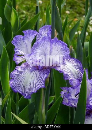 Iris germanica (bearded iris) with white and purple blooms and fresh green leaves, a classic perennial prized in ornamental gardening and landscape de Stock Photo