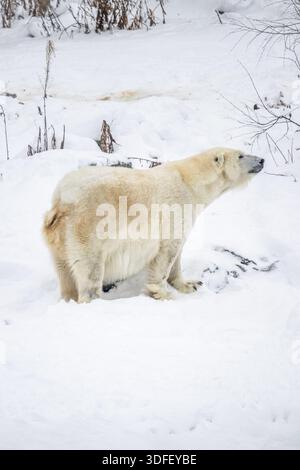 View of a polar bear with its thick winter coat stands out against the crisp white snow in a winter wonderland, Ranua, Lappi, Finland. Stock Photo