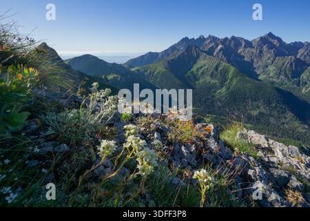 View of rugged, rocky terrain adorned with delicate white flowers and verdant foliage against a backdrop of majestic, jagged mountains, Belianske Tatr Stock Photo