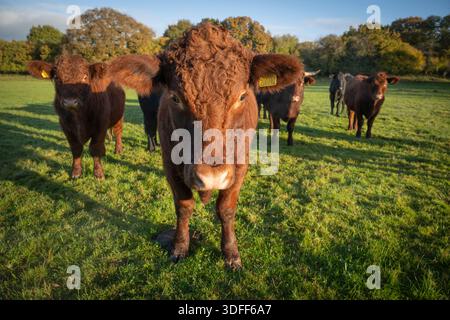 Devon red ruby polled bullock in mixed herd in field, Somerset, England, UK, autumn. Stock Photo