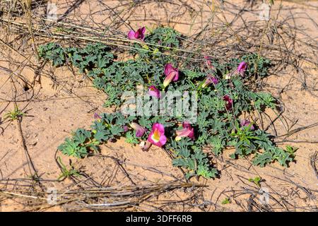 xerographica air plant Live 4-inch Tillandsia Xerographica Air Plant  The Downtown Armory