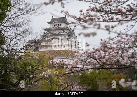 View of Himeji Castle's white walls rise majestically above the surrounding trees, some adorned with delicate cherry blossoms, Himeji, Hyogo, Japan. Stock Photo