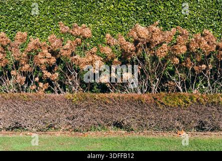 hedgerow with dried hydrangea flowers Stock Photo
