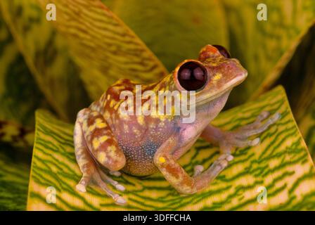 Blue mountains forest tree frog (Leptopelis uluguruensis), Florida, USA Stock Photo