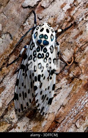 Giant leopard moth (Ecpantheria scribonia) on bark, Florida Stock Photo