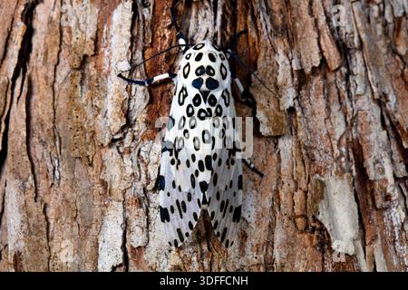 Giant leopard moth (Ecpantheria scribonia) on bark, Florida Stock Photo