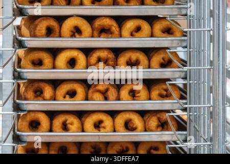Freshly baked donuts arranged in neat rows on metal trays inside a warm commercial kitchen. Stock Photo