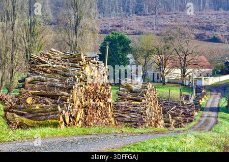 Stacks of hardwood tree trunk logs awaiting collection along country lane; cut for industrial use - central France. Stock Photo