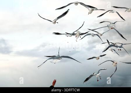 Seagulls Soaring in a Cloudy Sky with a Hand Reaching Up and feeding them Stock Photo
