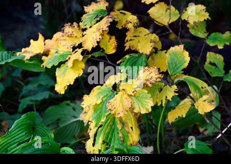 Hamamelis,Witch Hazel,autumn leaves,autumn foliage,colour,color,colours,colors,red orange and yellow leaves,RM Floral Stock Photo