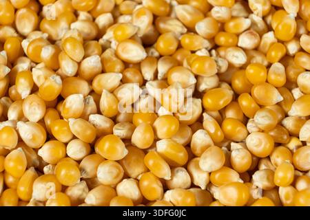 Background texture of dried organic maize seeds, raw yellow corn kernels for popcorn. Stock Photo