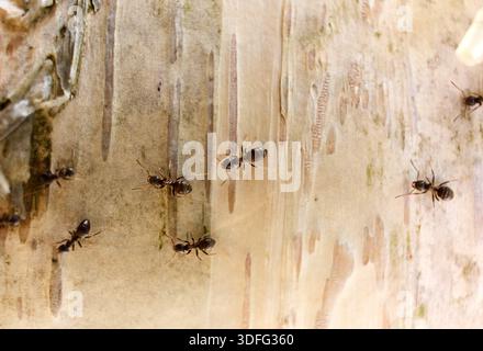Ants Foraging on Tree Bark in Natural Light Stock Photo