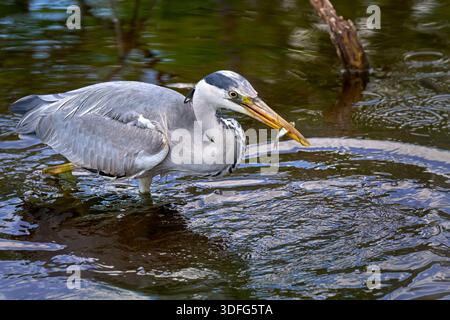Gray Heron (Ardea cinerea) with captured fish in its beak, close-up Stock Photo
