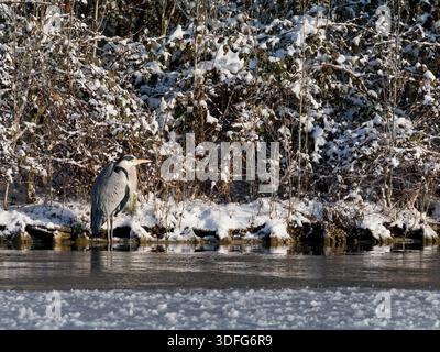 Grey Heron (Ardea cinerea) standing at icy river edge, winter conditions, wading bird, cold freshwater habitat, natural behaviour, Europe. Stock Photo