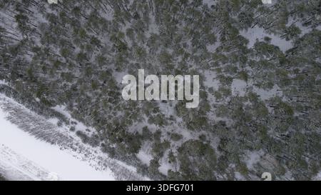 Aerial view shows a snow covered pine forest near Nowy Lubiel, Poland. A narrow snow lined path runs along the lower edge. Winter light reveals radial Stock Photo