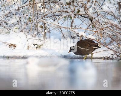 Common Buzzard (Buteo buteo) drinking at icy water edge, winter conditions, raptor behaviour, cold freshwater habitat, Europe. Stock Photo