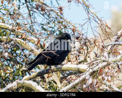 Carrion Crow (Corvus corone) perched on snow-covered branches, winter scene, black corvid bird, natural behaviour, Europe. Stock Photo