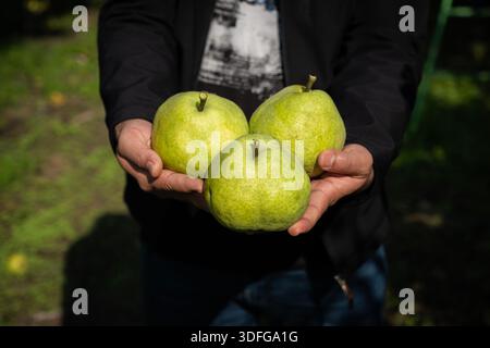Farmer hands presenting three freshly picked deveci pears during autumn harvest, symbolizing agricultural abundance, healthy eating, organic farming Stock Photo