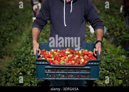 Farm worker carrying crate filled with freshly picked organic strawberries in a field, harvesting ripe red fruits during agricultural season for local Stock Photo