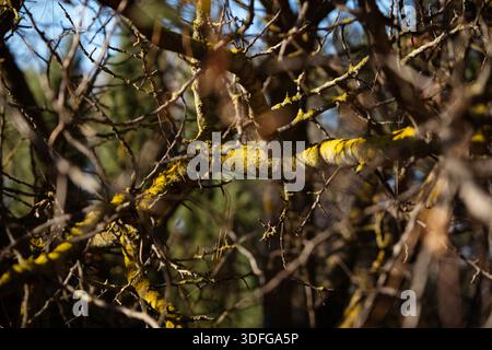 Yellow lichen growing on tree branches in forest, highlighting biodiversity and detailed wood texture in soft sunlight Stock Photo