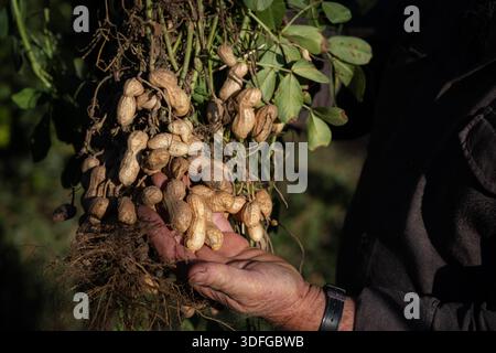 Farmer holding freshly harvested peanuts with roots and soil, demonstrating sustainable agriculture, organic cultivation, and the abundance of healthy Stock Photo