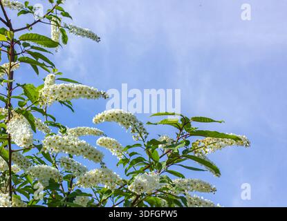 Close-up branches of Prunus padus, also known as bird cherry, Mayday tree, outdoors in sunny weather with blue sky in the background. Stock Photo