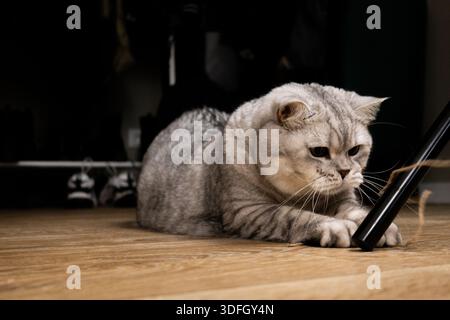 A British Shorthair cat relaxing at home in a cozy interior. Cute domestic pet resting on a sofa in natural light, comfortable living room atmosphere, Stock Photo