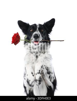 Cute dog holding red rose in mouth on white background. Border collie with flower Stock Photo