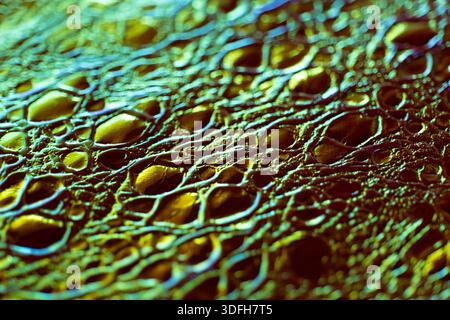 luminous leather .Iridescent Crocodile Skin.Macro Shot of Crocodile Skin Texture. Stock Photo