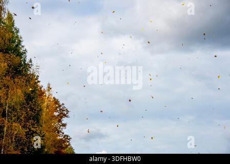 Autumnal Falling Leaves in the Wind Stock Photo