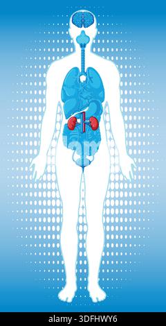 Vector medical illustration of human silhouette with internal organs highlighted, blue gradient background, vertical layout Stock Vector