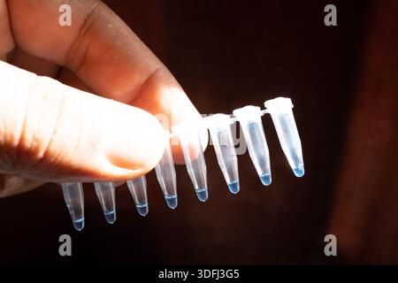 A hand holding a strip of small, clear plastic tubes with blue tips, used for laboratory purposes Stock Photo