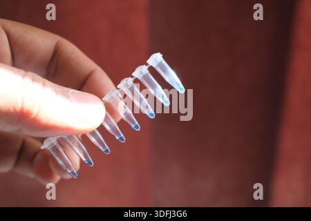 A hand holding a strip of small plastic tubes with blue tips, commonly used in laboratories for sample storage or analysis Stock Photo