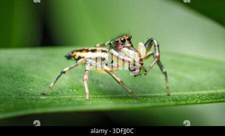Colorful jumping spider feeding on prey atop a vibrant green leaf, detailed macro of hunting behavior and iridescent markings. Photography, no generat Stock Photo