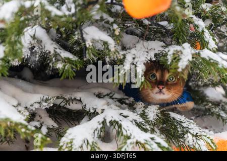 A cute ginger cat peeking through snow-covered evergreen branches with bright green eyes in Moscow, Russia. ​ Stock Photo