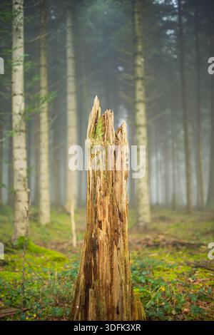 Old rotting tree stump in a misty forest. Front view, no people Stock Photo