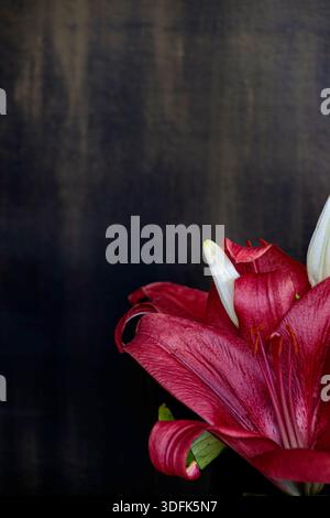 Dark moody background with red lily flower close up. Minimalist floral corner border with copy space. Stock Photo