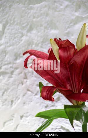 Beautiful red lily flower blooming against white textured stucco wall. Minimalist floral composition with natural light. Stock Photo