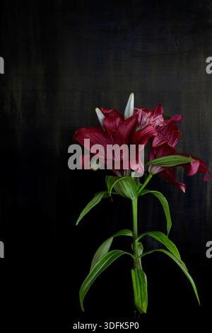 Beautiful red lily flower stem on dark black grunge background. Dramatic vertical floral still life. Stock Photo